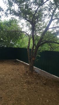 მანგლისი//